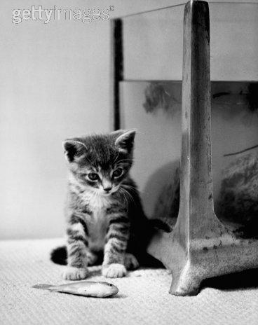 chaton